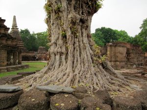 800px-roots_of_an_old_tree_in_thailand