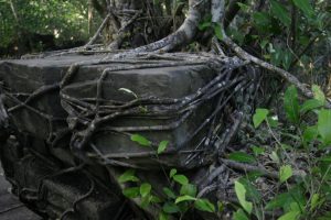 Tree roots around a stone block.